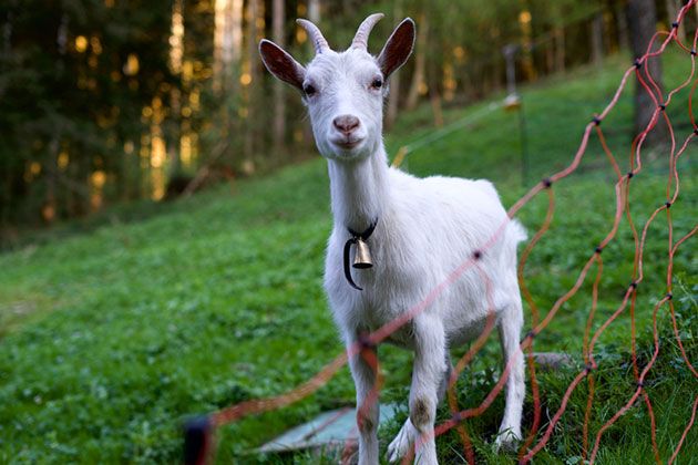 how to build electric fence for goats