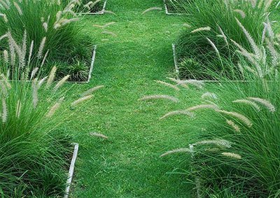 how to kill pampas grass with chemicals