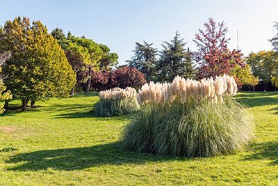 how to kill pampas grass organically