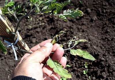 leaves curling up on tomato plants