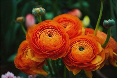 how to plant ranunculus seeds