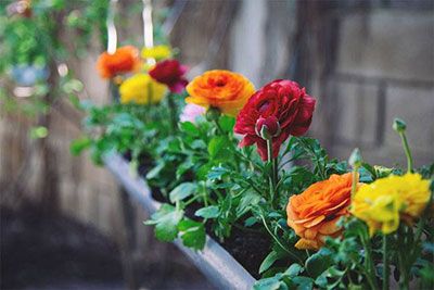 how to plant ranunculus in pots