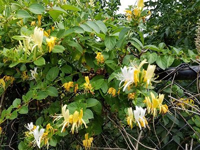how to get rid of honeysuckle on fence