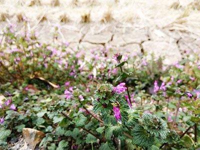 how to get rid of henbit in your yard