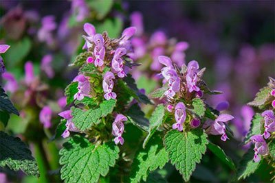 how to get rid of henbit deadnettle