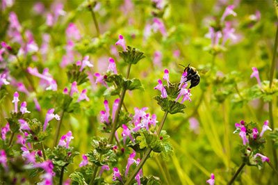 how to get rid of henbit organically