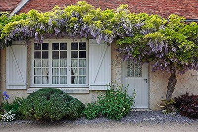 how to kill a wisteria tree