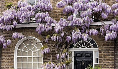 how to kill overgrown wisteria