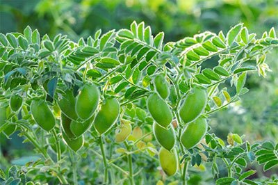 how to grow organic garbanzo beans