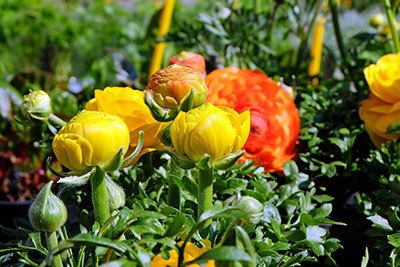 how to plant ranunculus corms