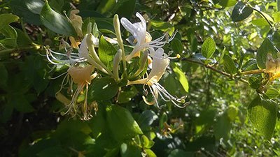 how to get rid of honeysuckle naturally