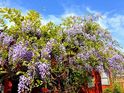 how to kill wisteria vines naturally