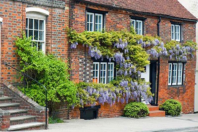 how to kill wisteria vines naturally