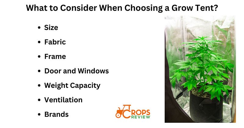 What to Consider When Choosing a Grow Tent?