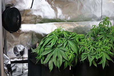 Why use a CO2 grow controller?