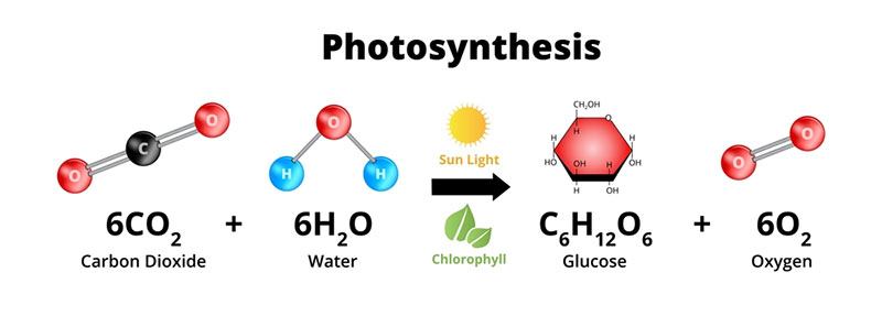 what is photosynthesis