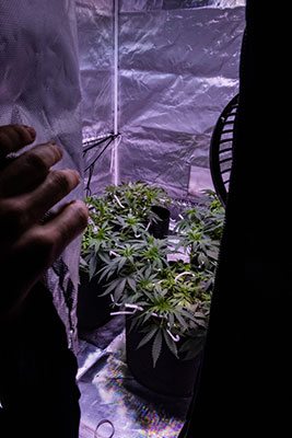 Are grow tent kits worth it?