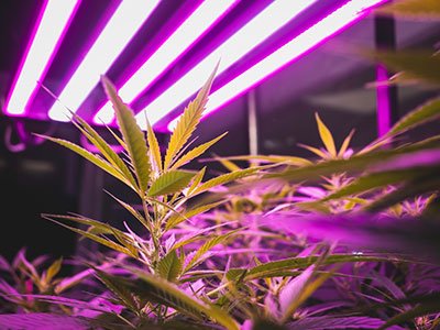 Why is CO2 Closely Related to the Grow Lights?